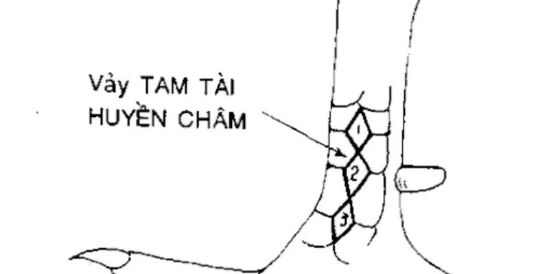 Phân loại vảy gà Huyền Trâm